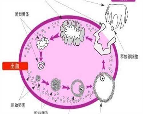 做试管安徽人卵交易捐卵胚胎移植后出血是什么原因造成的？