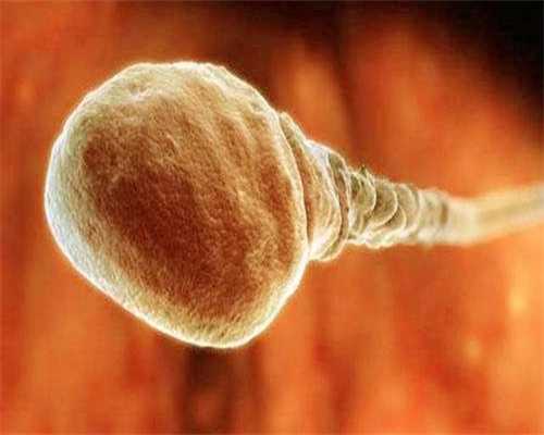 安徽供卵医院多少钱移植后是否需要卧床休息一段时间？